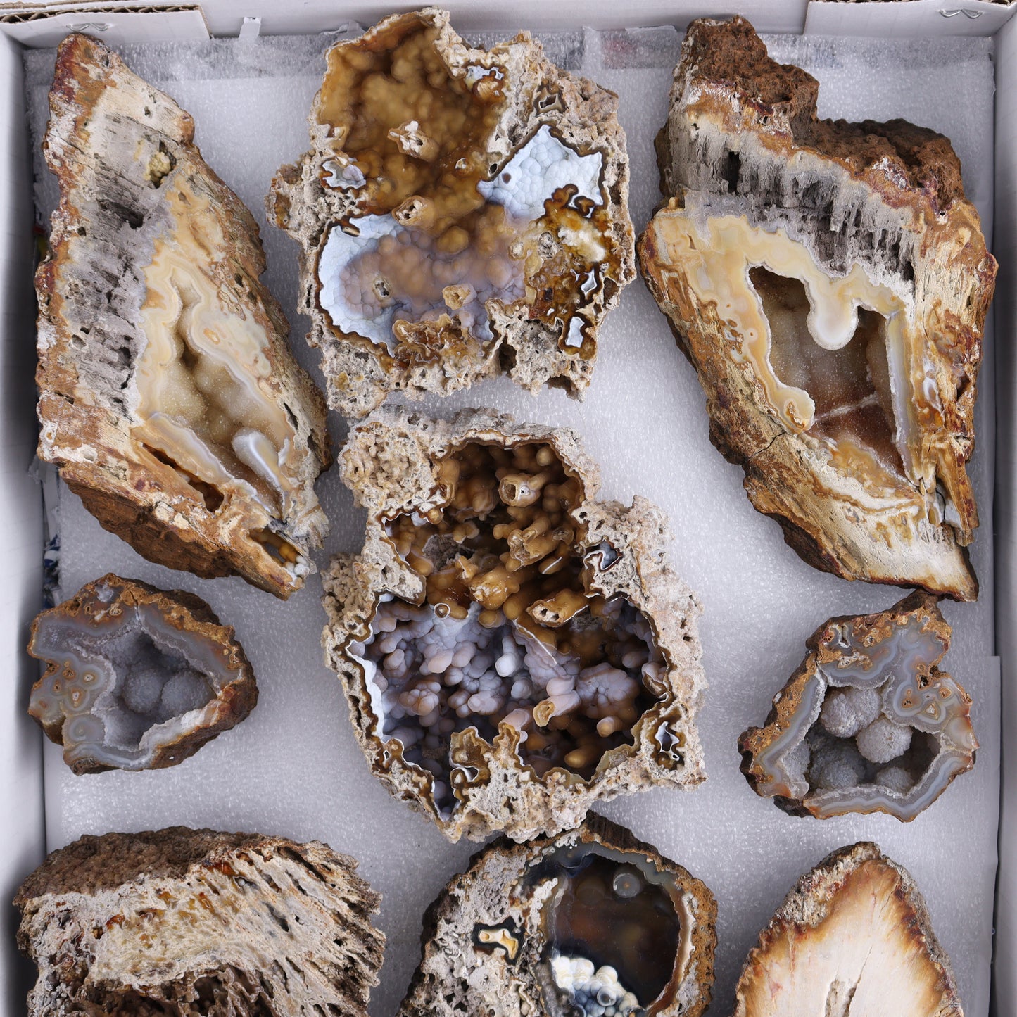 Agatized Coral Flat - Expert Wholesale and Supplier of Wholesale Crystals & Bulk Gemstones, ["Agate","Agatized Coral","Coral","United States"]