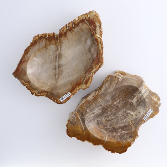 One Petrified Wood Brown Rough Bowl
