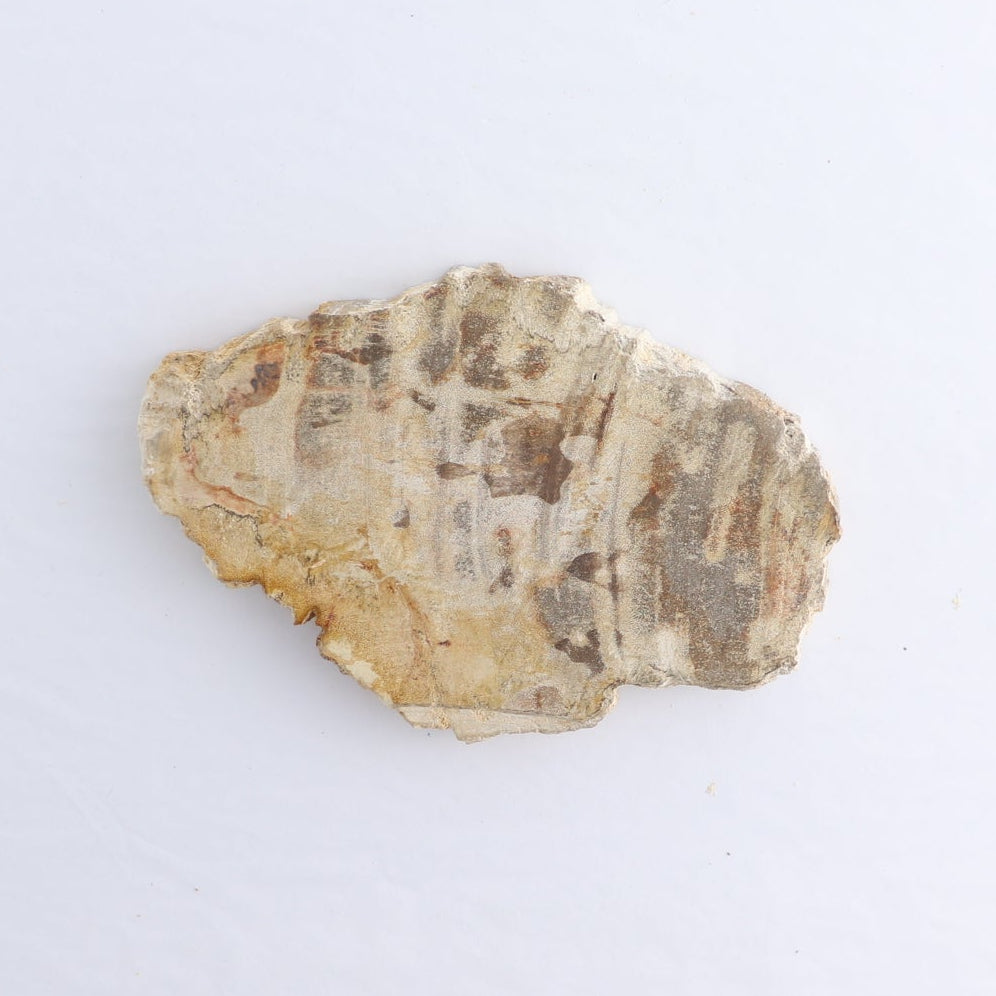 Petrified Wood Slices & Slabs Set of 4 - Expert Wholesale and Supplier of Wholesale Crystals & Bulk Gemstones, ["Freeforms","Indonesia","Petrified Wood","Slices and Slabs"]