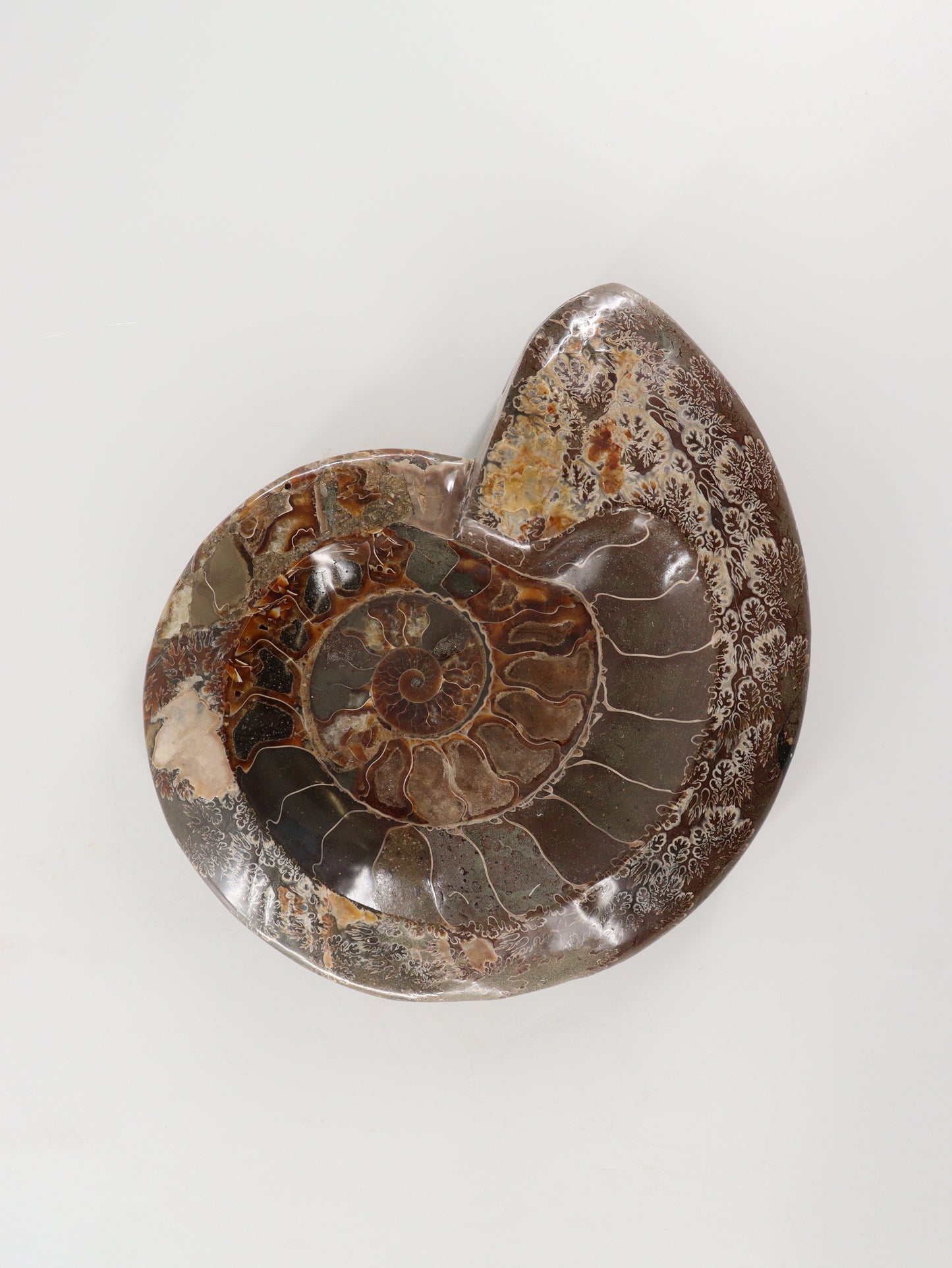 Ammonite Bowl - Expert Wholesale and Supplier of Wholesale Crystals & Bulk Gemstones, []