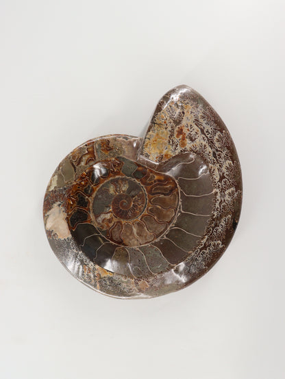 Ammonite Bowl - Expert Wholesale and Supplier of Wholesale Crystals & Bulk Gemstones, []