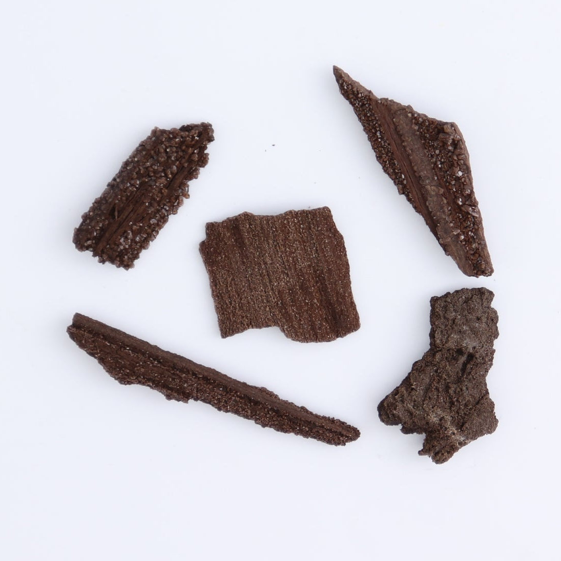 Permineralized Wood Flat of 54