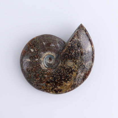 Ammonite Shells Set of 4