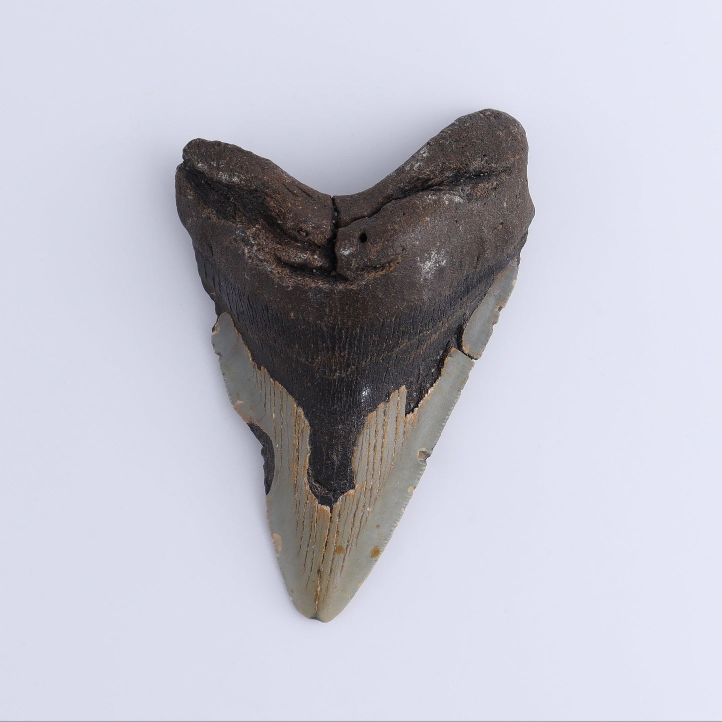 Megalodon Teeth Set of 2 - Expert Wholesale and Supplier of Wholesale Crystals & Bulk Gemstones, ["Megalodon Teeth","United States"]