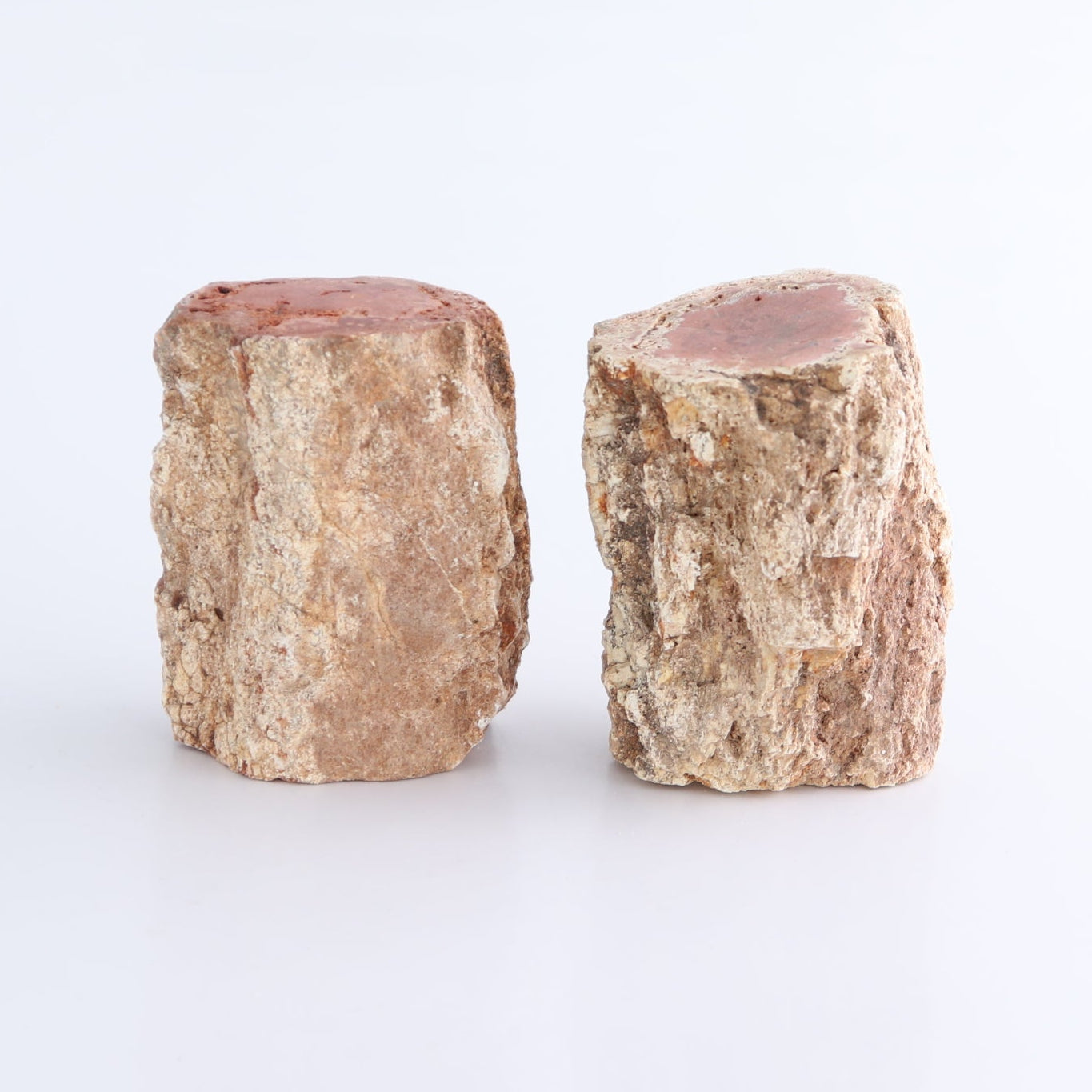 Petrified Wood Cut Bases Set of 8