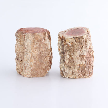 Petrified Wood Cut Bases Set of 8