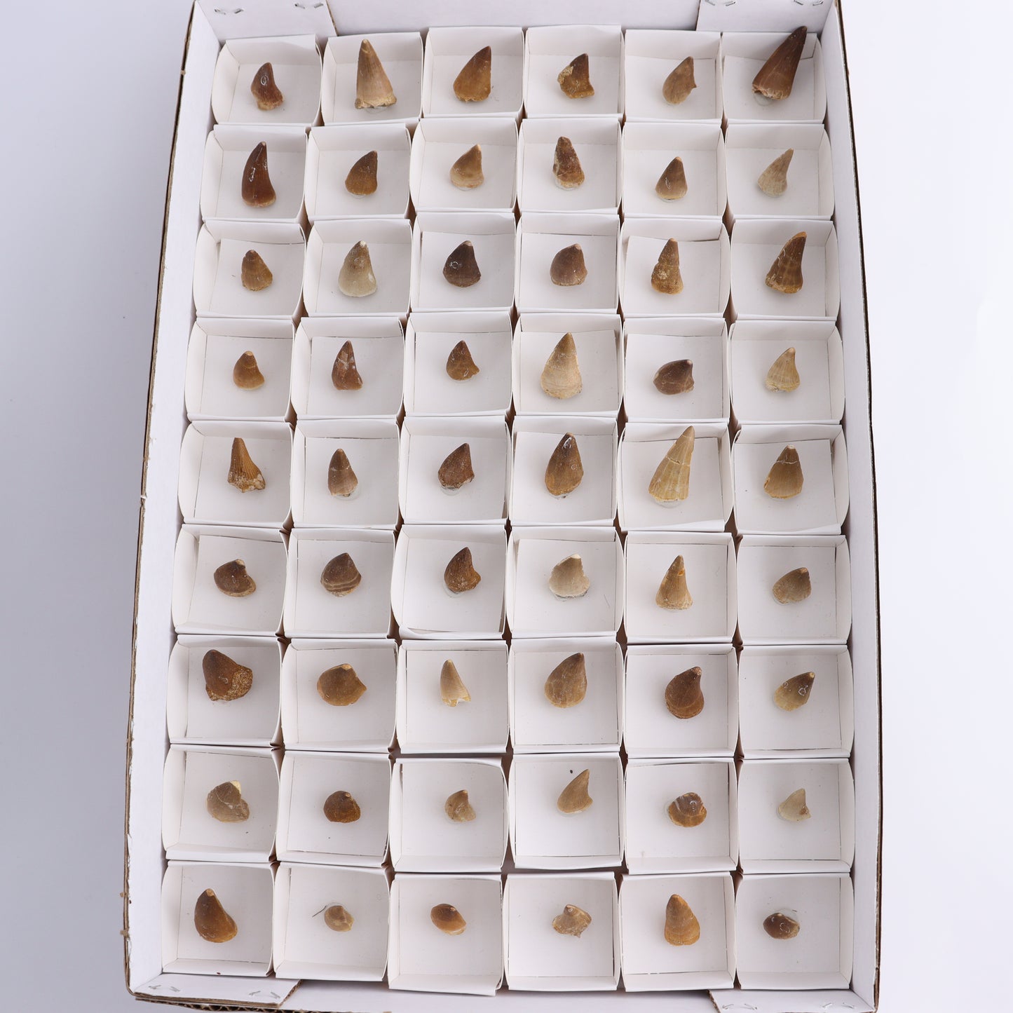 Mosasaur Teeth Set of 54 (Repaired) - Expert Wholesale and Supplier of Wholesale Crystals & Bulk Gemstones, ["Morocco","Mosasaur Teeth"]