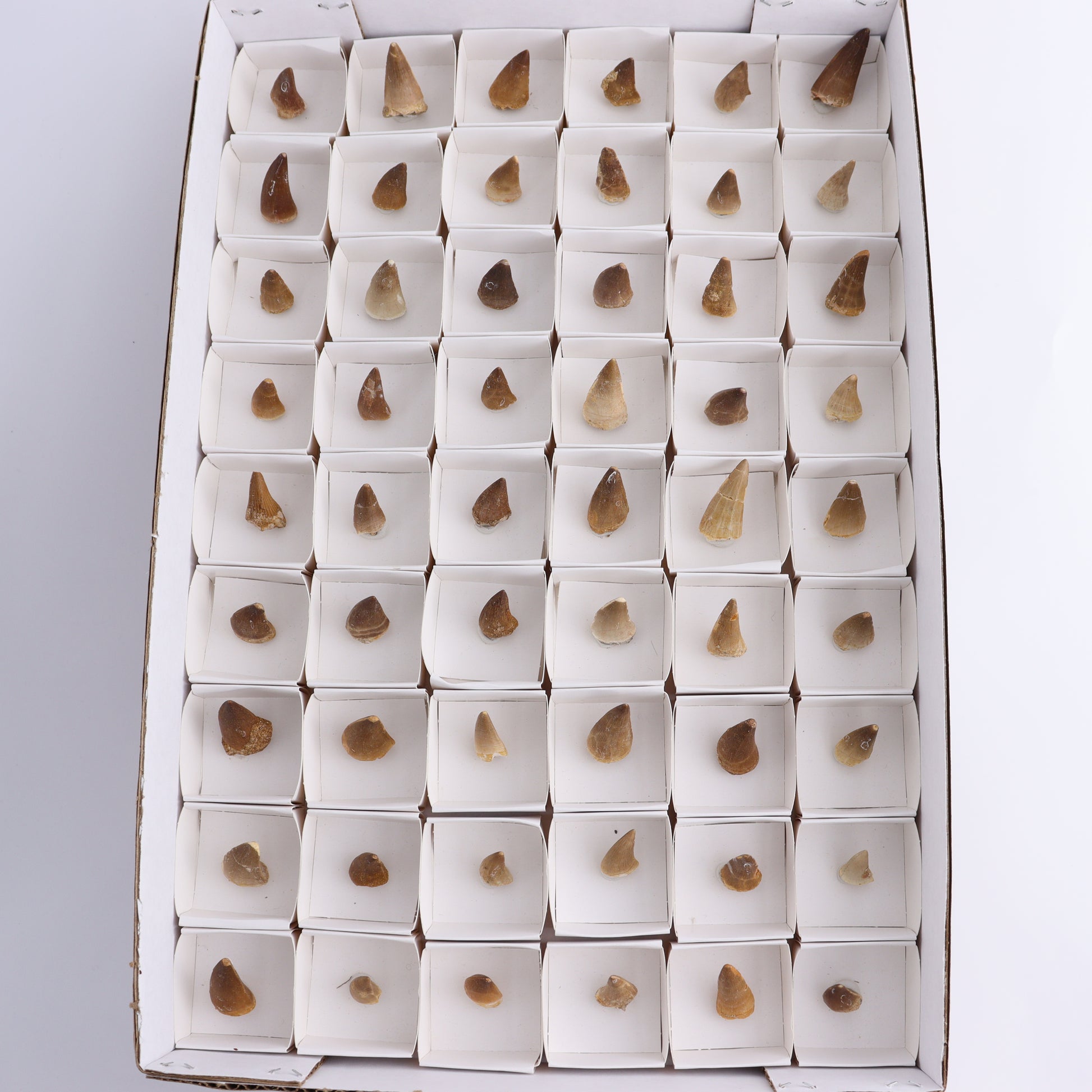 Mosasaur Teeth Set of 54 (Repaired) - Expert Wholesale and Supplier of Wholesale Crystals & Bulk Gemstones, ["Morocco","Mosasaur Teeth"]