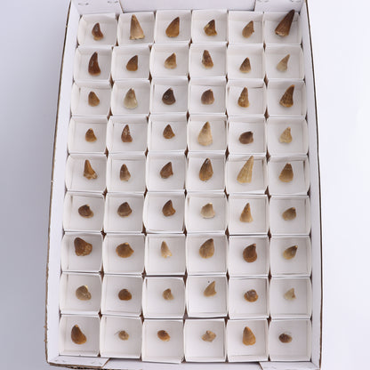 Mosasaur Teeth Set of 54 (Repaired) - Expert Wholesale and Supplier of Wholesale Crystals & Bulk Gemstones, ["Morocco","Mosasaur Teeth"]