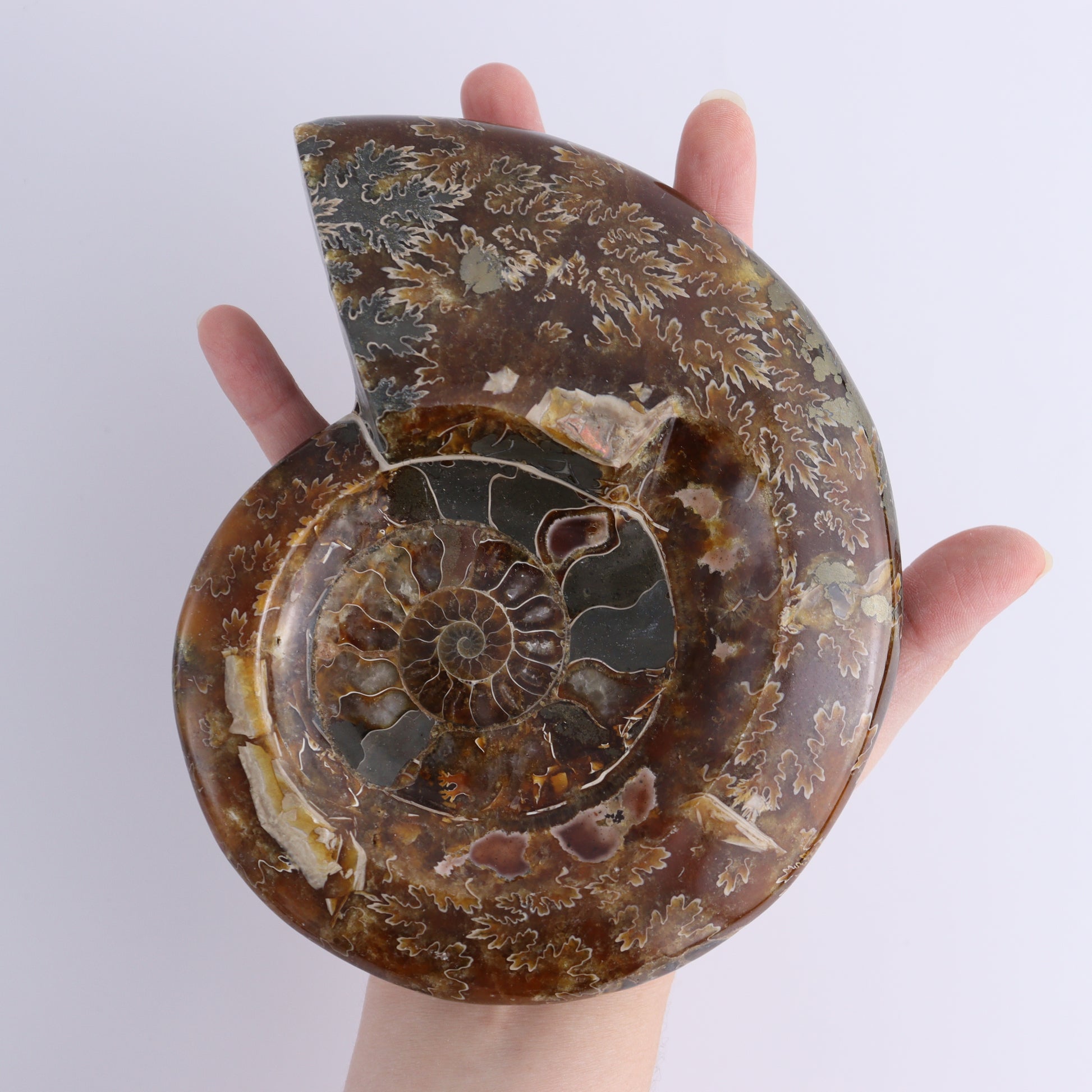 Ammonite Bowls Set of 4 - Expert Wholesale and Supplier of Wholesale Crystals & Bulk Gemstones, ["Ammonite","close_30","Madagascar","shells"]