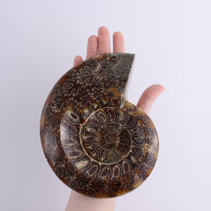 Ammonite Shell Set of 2 - Expert Wholesale and Supplier of Wholesale Crystals & Bulk Gemstones, ["Ammonite","shells"]