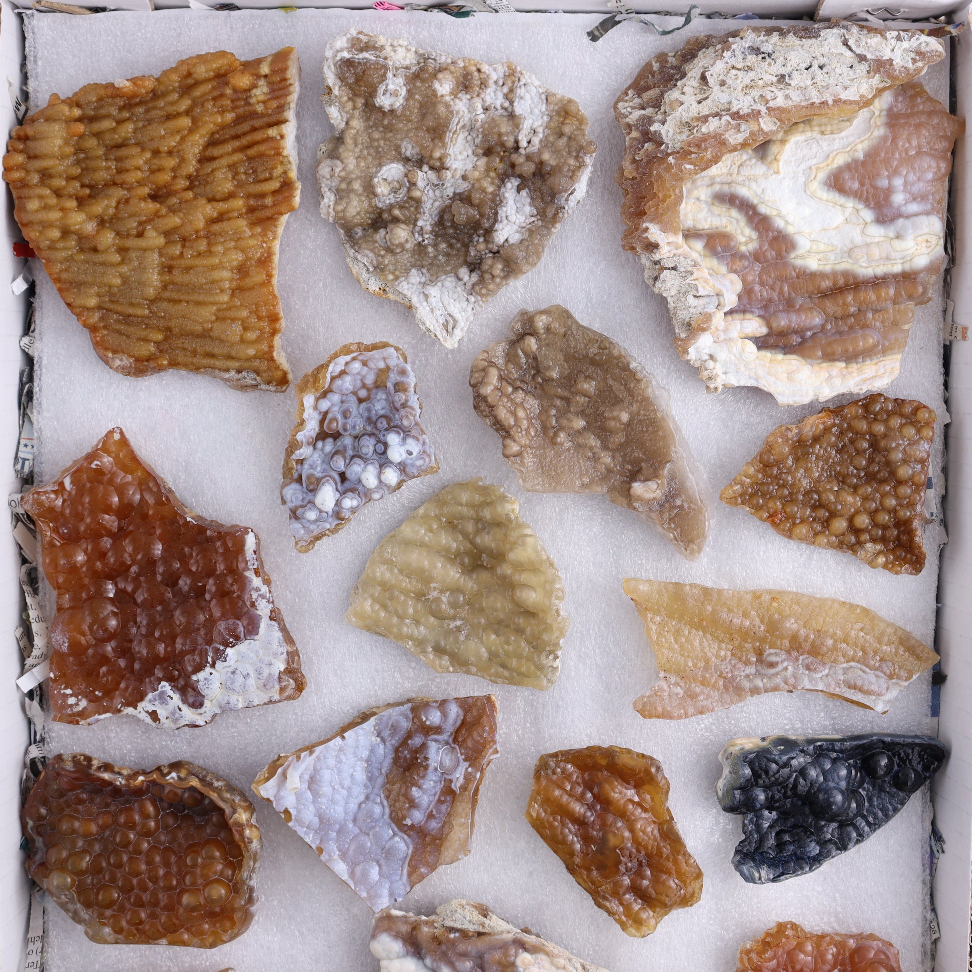 Agatized Coral Flat - Expert Wholesale and Supplier of Wholesale Crystals & Bulk Gemstones, ["Agate","Agatized Coral","Coral","United States"]