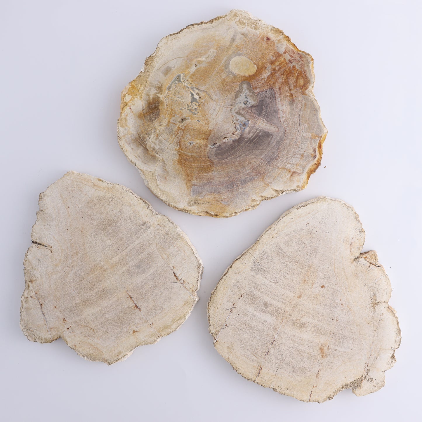 Petrified Wood Slices & Slabs Set of 3 - Expert Wholesale and Supplier of Wholesale Crystals & Bulk Gemstones, ["Freeforms","Indonesia","Petrified Wood","Slices and Slabs"]