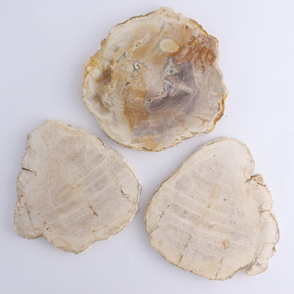 Petrified Wood Slices & Slabs Set of 3 - Expert Wholesale and Supplier of Wholesale Crystals & Bulk Gemstones, ["Freeforms","Indonesia","Petrified Wood","Slices and Slabs"]