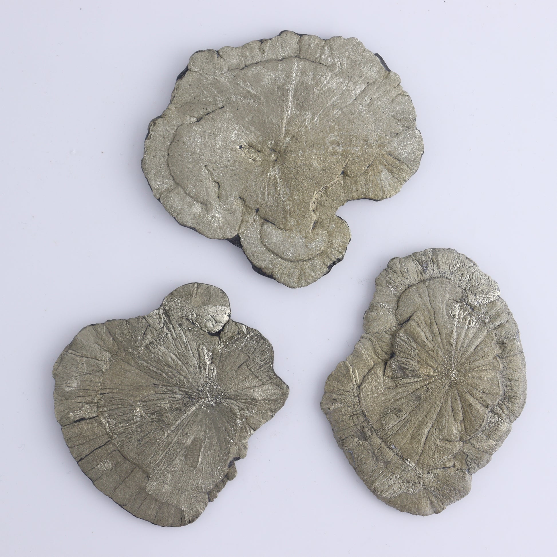 Pyrite Suns Flat of 12 - Expert Wholesale and Supplier of Wholesale Crystals & Bulk Gemstones, ["Pyrite","Suns","United States"]