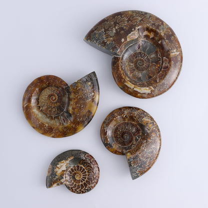 Ammonite Bowls Set of 4 - Expert Wholesale and Supplier of Wholesale Crystals & Bulk Gemstones, ["Ammonite","close_30","Madagascar","shells"]