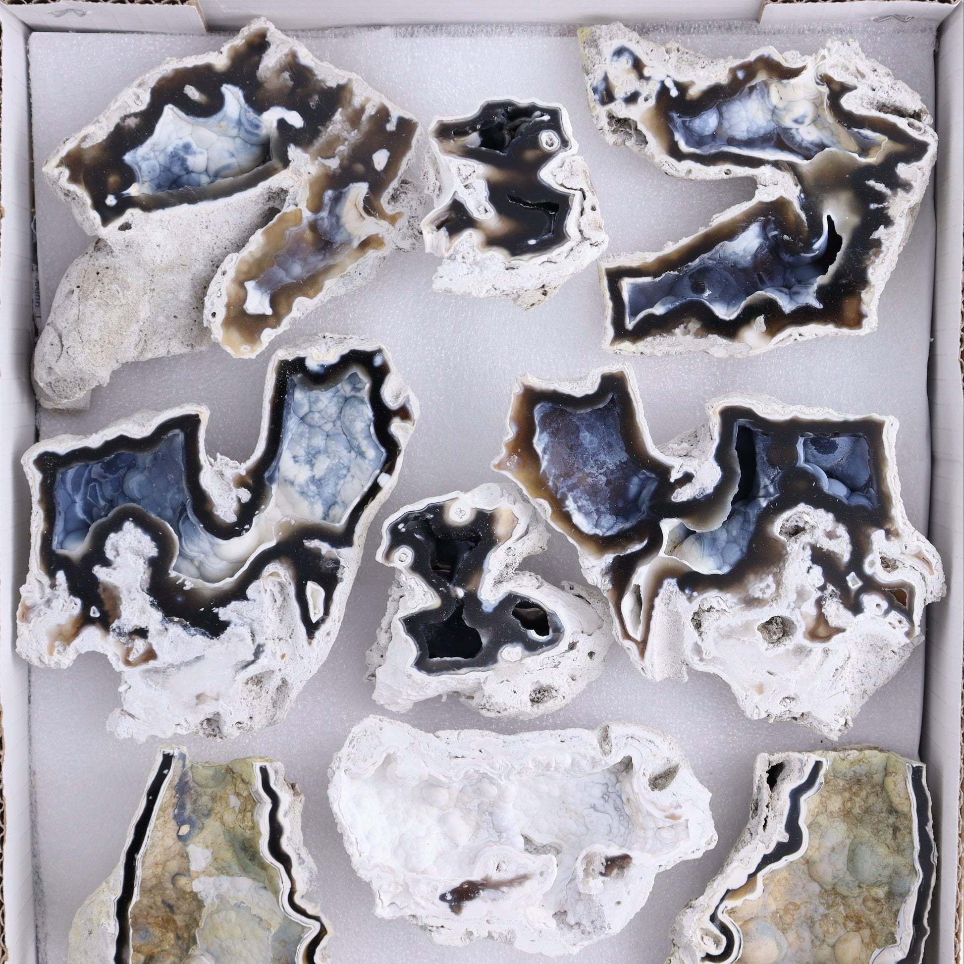 Agatized Coral Flat - Expert Wholesale and Supplier of Wholesale Crystals & Bulk Gemstones, ["Agate","Agatized Coral","Coral","United States"]