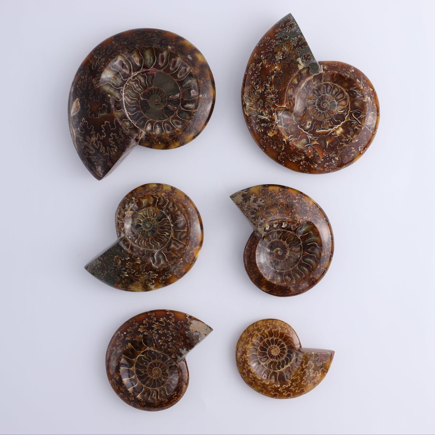 Ammonite Shell Set of 6 - Expert Wholesale and Supplier of Wholesale Crystals & Bulk Gemstones, ["Ammonite","shells"]