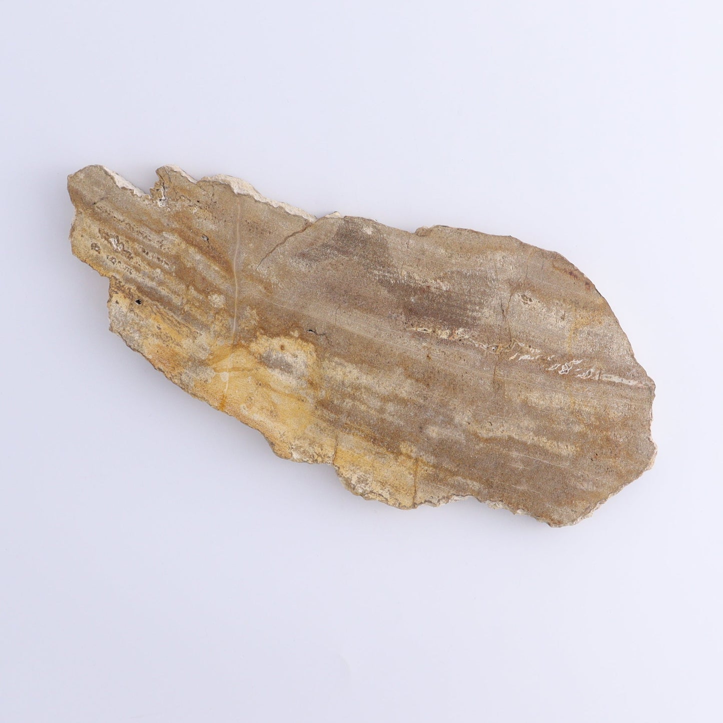 Petrified Wood Slices & Slabs Set of 5 - Expert Wholesale and Supplier of Wholesale Crystals & Bulk Gemstones, ["Freeforms","Indonesia","Petrified Wood","Slices and Slabs"]