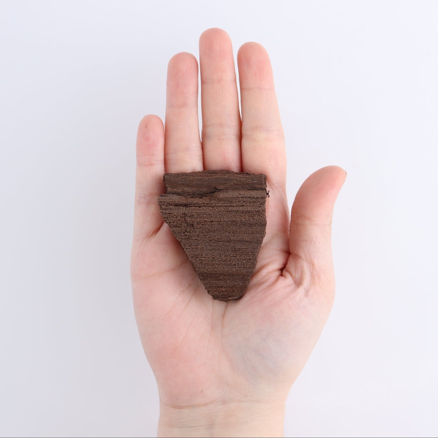 Permineralized Wood Flat of 24