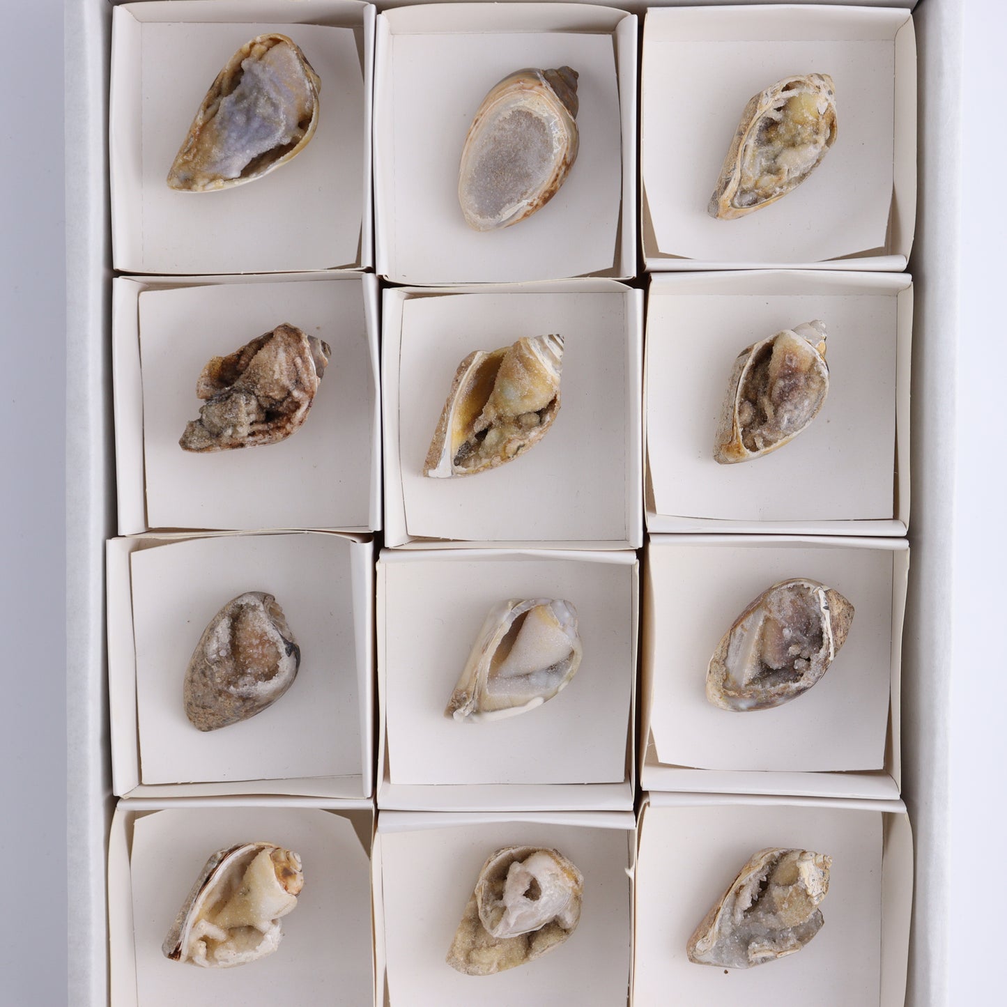 Crystalized Shells Set of 12 - Expert Wholesale and Supplier of Wholesale Crystals & Bulk Gemstones, ["Crystalized Shell","India","shell","shells"]