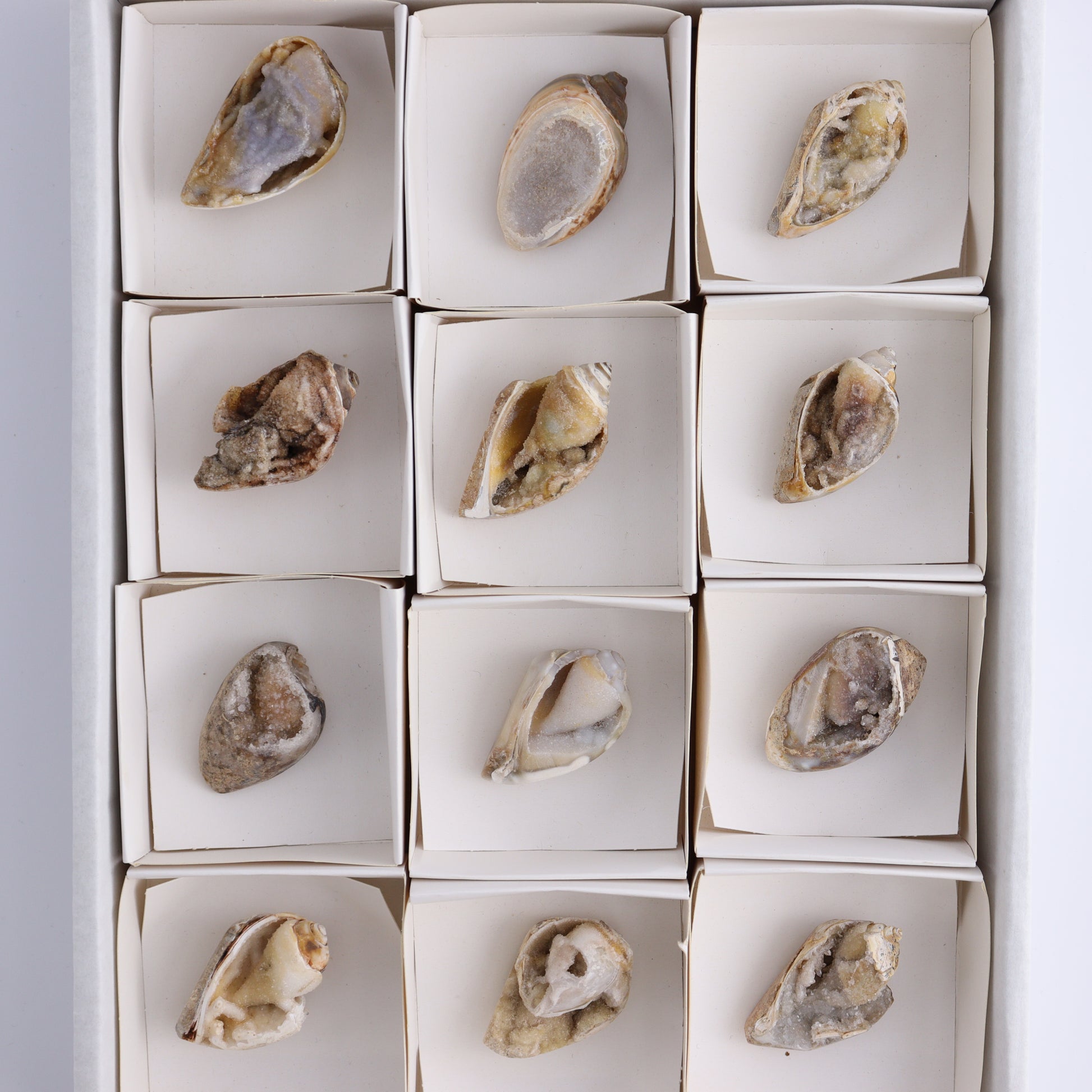 Crystalized Shells Set of 12 - Expert Wholesale and Supplier of Wholesale Crystals & Bulk Gemstones, ["Crystalized Shell","India","shell","shells"]
