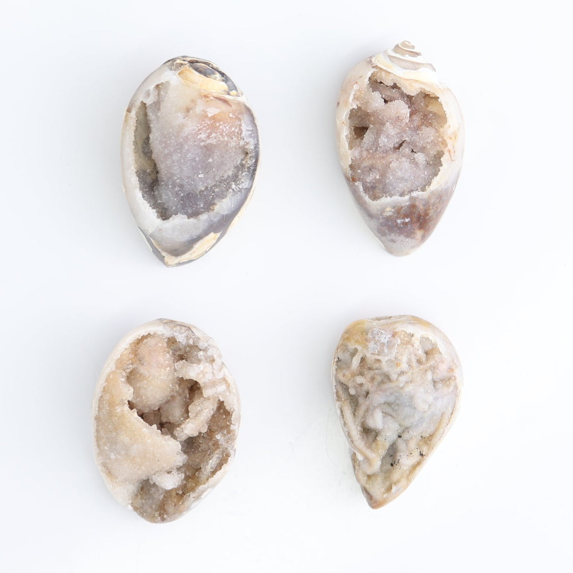 Crystalized Shells Set of 15