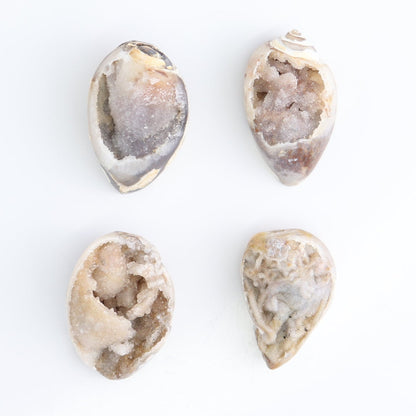Crystalized Shells Set of 15