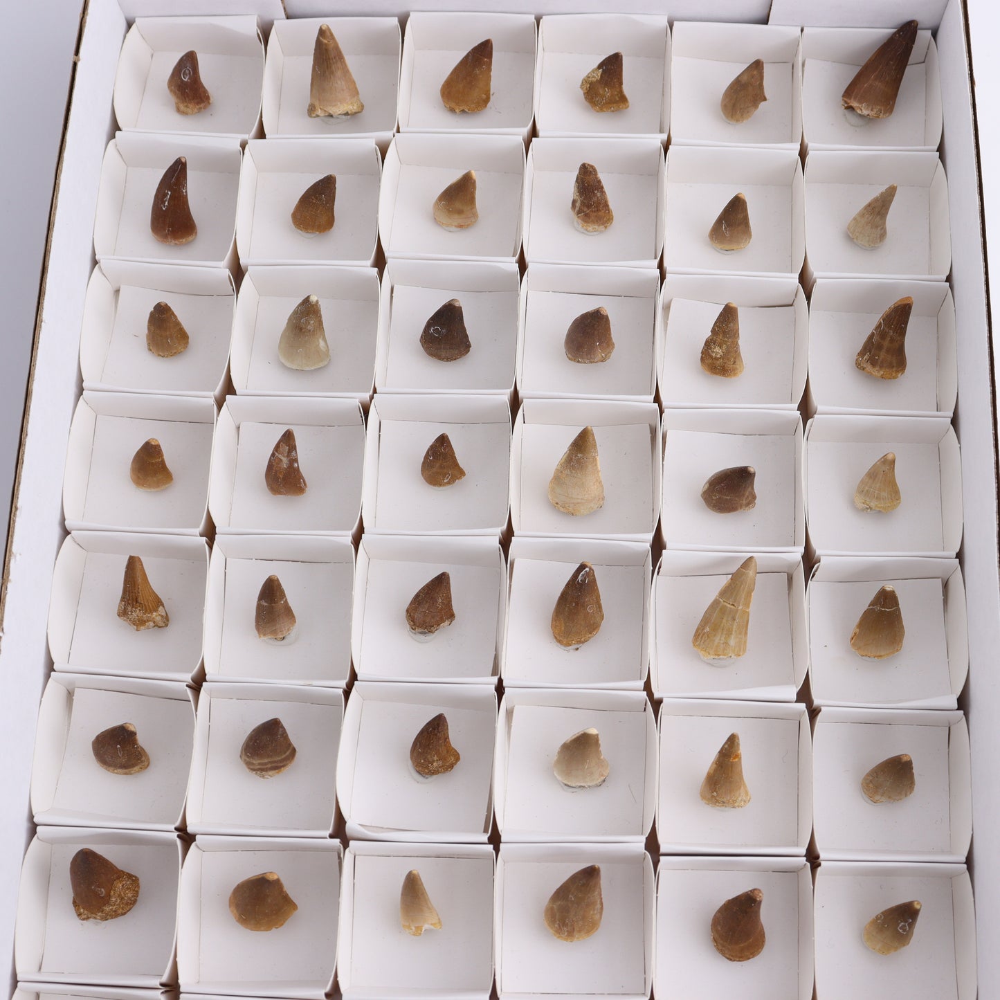 Mosasaur Teeth Set of 54 (Repaired) - Expert Wholesale and Supplier of Wholesale Crystals & Bulk Gemstones, ["Morocco","Mosasaur Teeth"]