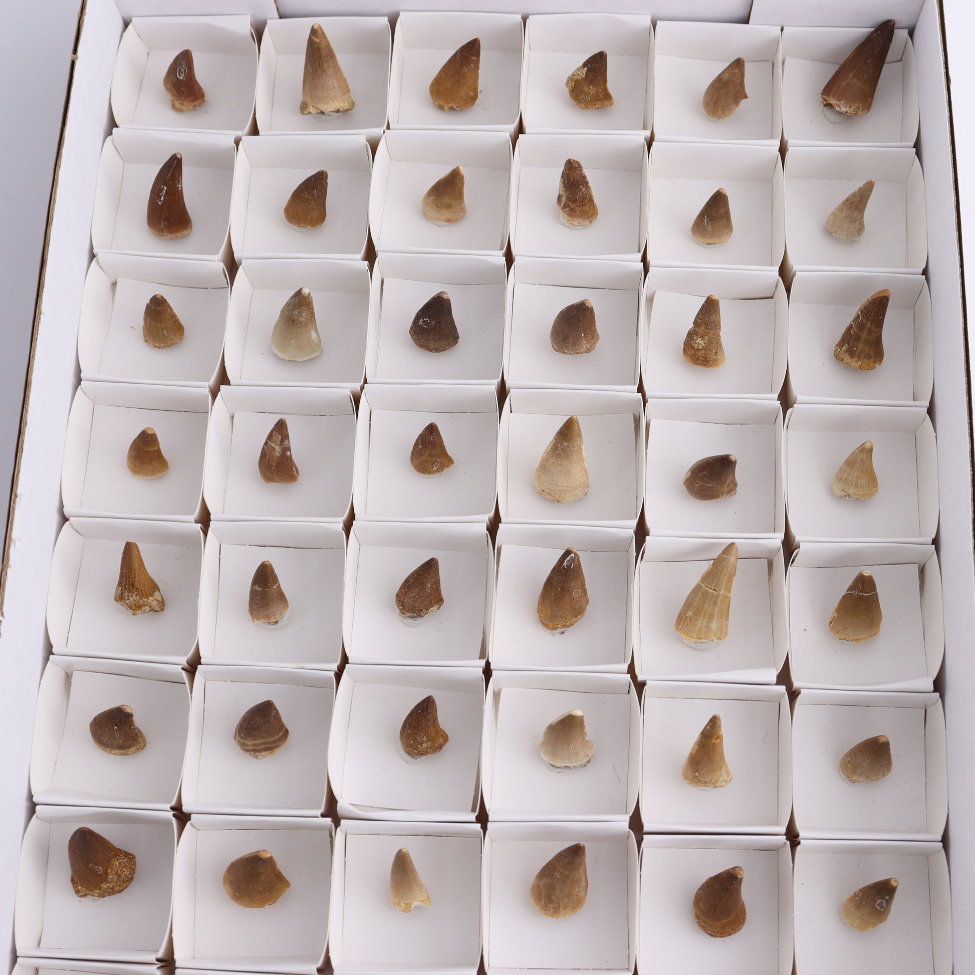 Mosasaur Teeth Set of 54 (Repaired) - Expert Wholesale and Supplier of Wholesale Crystals & Bulk Gemstones, ["Morocco","Mosasaur Teeth"]