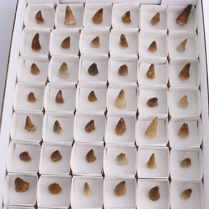 Mosasaur Teeth Set of 54 (Repaired) - Expert Wholesale and Supplier of Wholesale Crystals & Bulk Gemstones, ["Morocco","Mosasaur Teeth"]