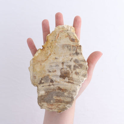 Petrified Wood Slices & Slabs Set of 4 - Expert Wholesale and Supplier of Wholesale Crystals & Bulk Gemstones, ["Freeforms","Indonesia","Petrified Wood","Slices and Slabs"]