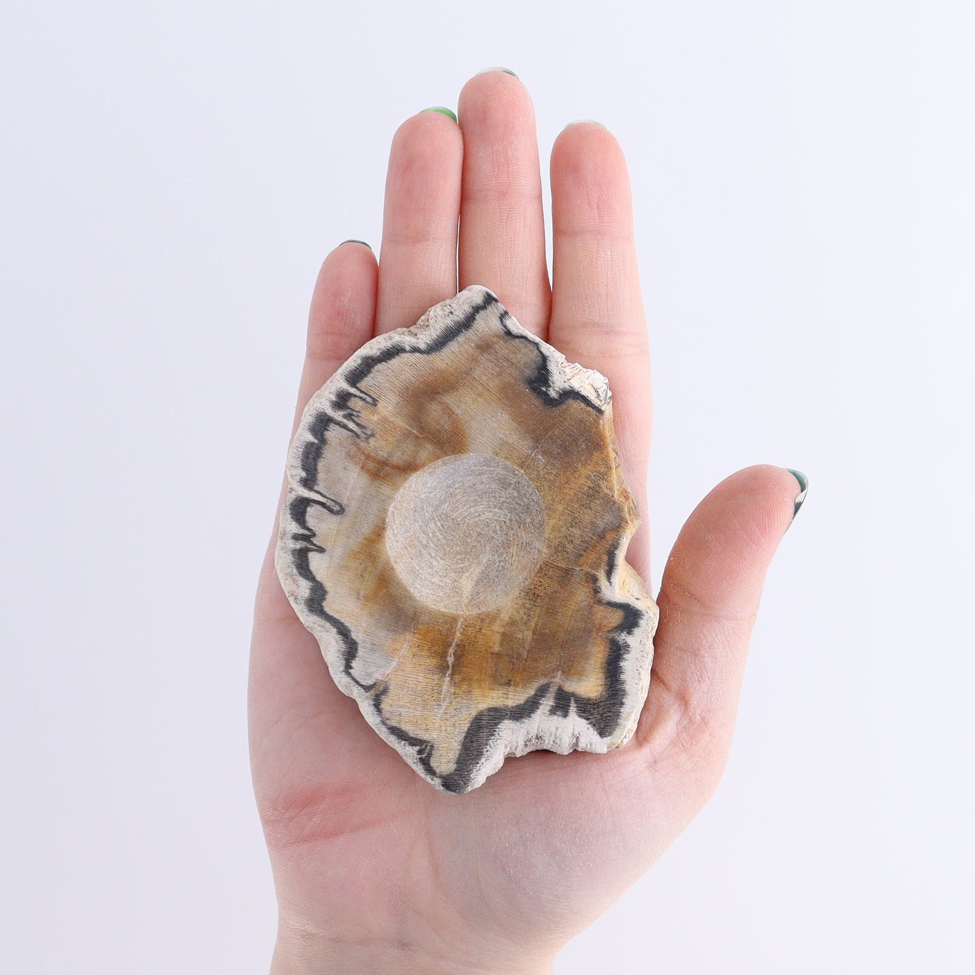 Petrified Wood Sphere Holders Set of 5 - Expert Wholesale and Supplier of Wholesale Crystals & Bulk Gemstones, ["Petrified Wood","sphere holder"]
