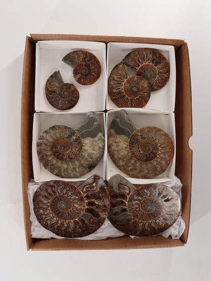 Ammonite Pairs Set of 4