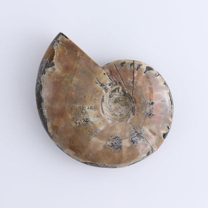 Ammonite Shells Set of 4