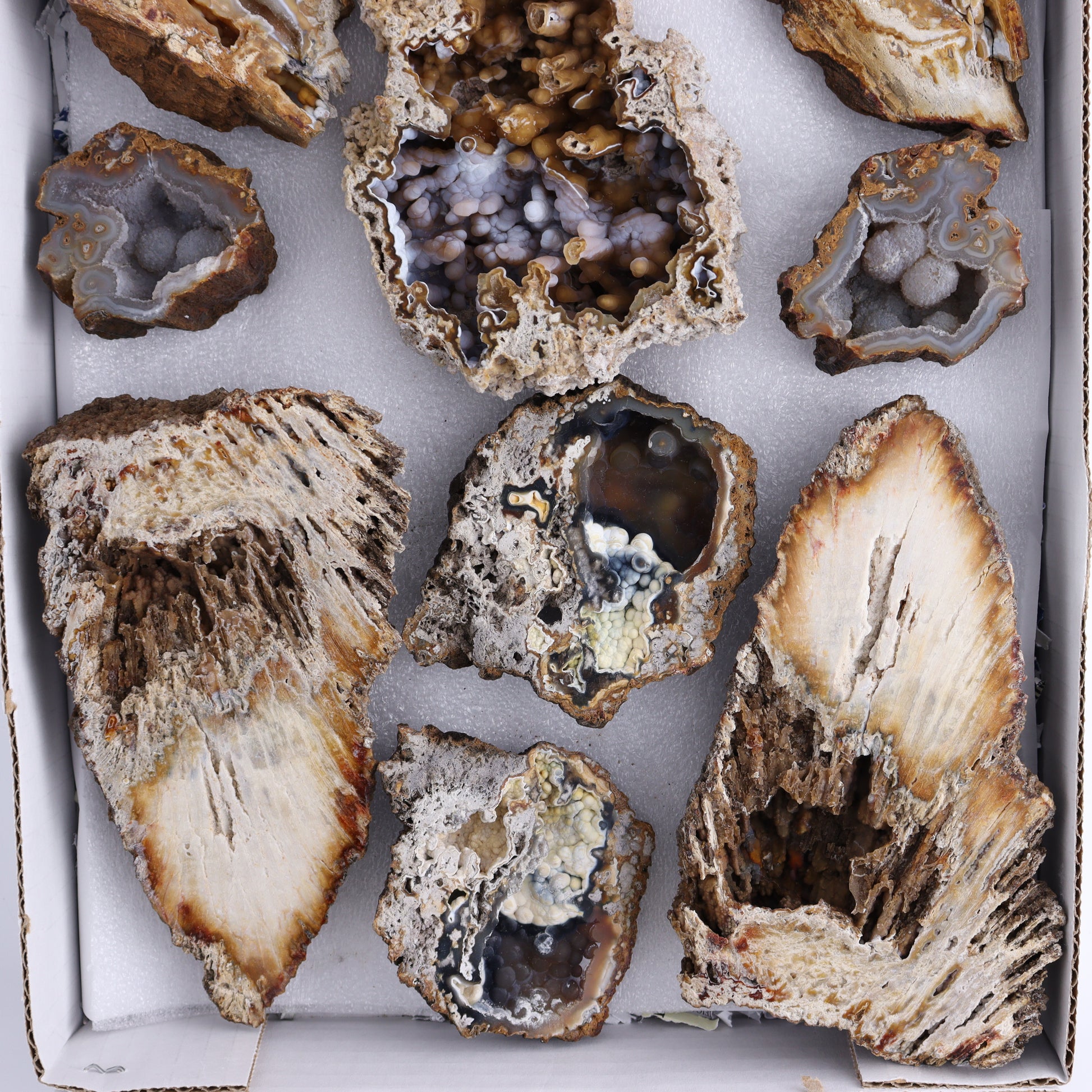 Agatized Coral Flat - Expert Wholesale and Supplier of Wholesale Crystals & Bulk Gemstones, ["Agate","Agatized Coral","Coral","United States"]