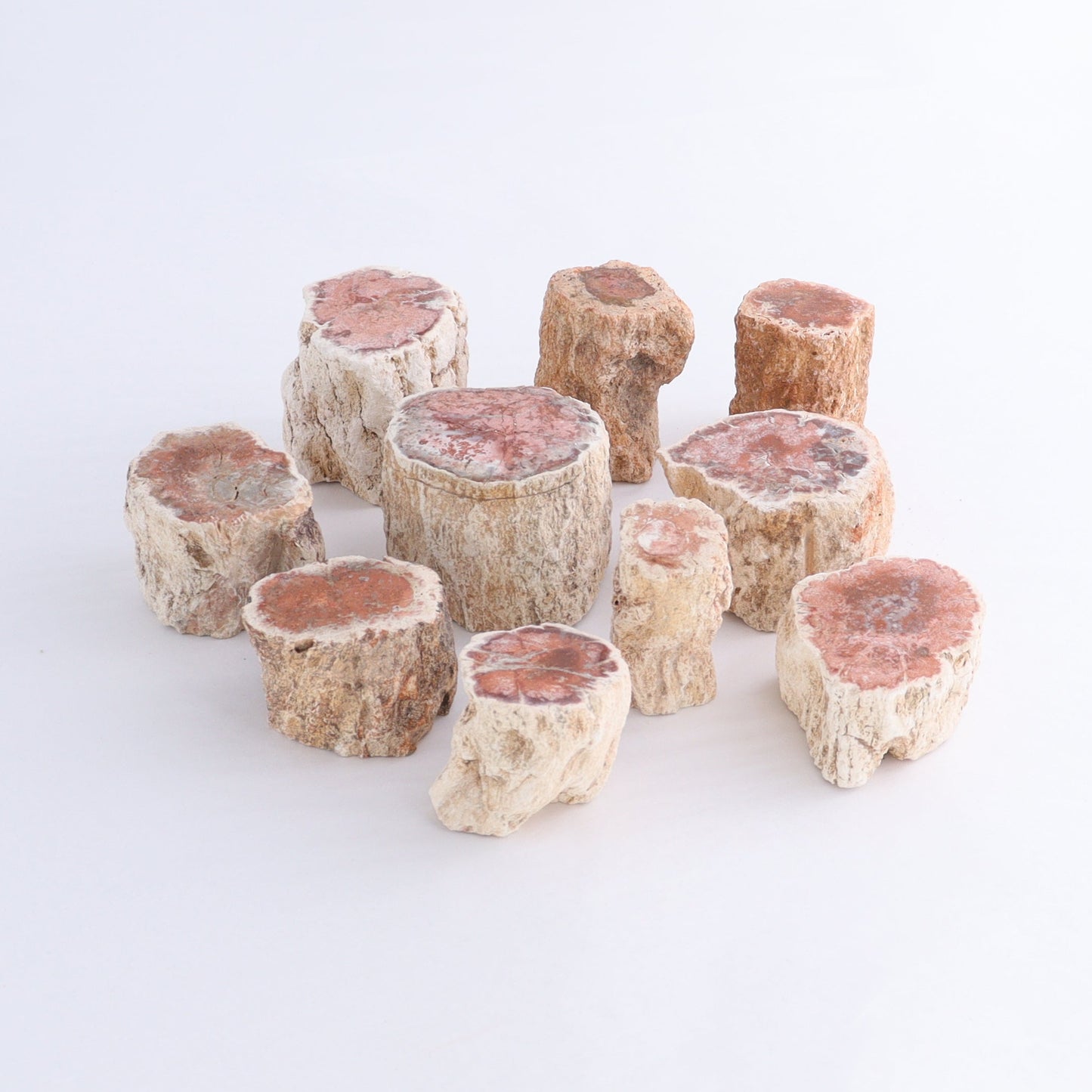 Petrified Wood Cut Bases Set of 10 - Expert Wholesale and Supplier of Wholesale Crystals & Bulk Gemstones, ["Cut Base","Petrified Wood"]