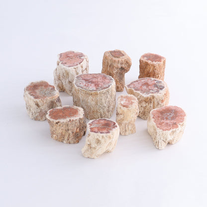 Petrified Wood Cut Bases Set of 10 - Expert Wholesale and Supplier of Wholesale Crystals & Bulk Gemstones, ["Cut Base","Petrified Wood"]