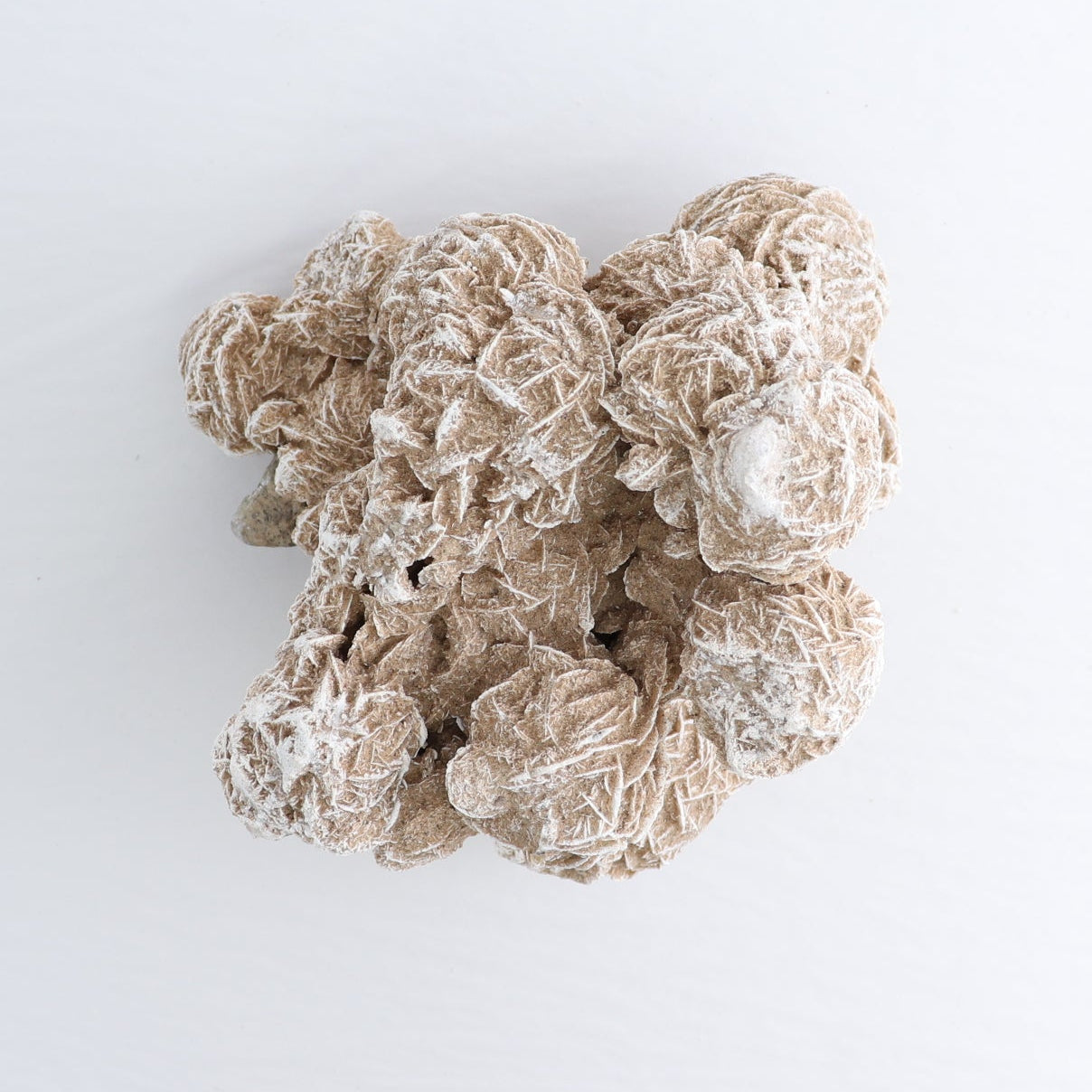 Desert Rose Set of 2