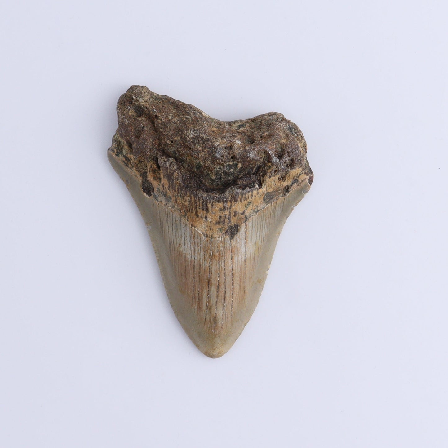 Megalodon Teeth Set of 2 - Expert Wholesale and Supplier of Wholesale Crystals & Bulk Gemstones, ["Megalodon Teeth","United States"]