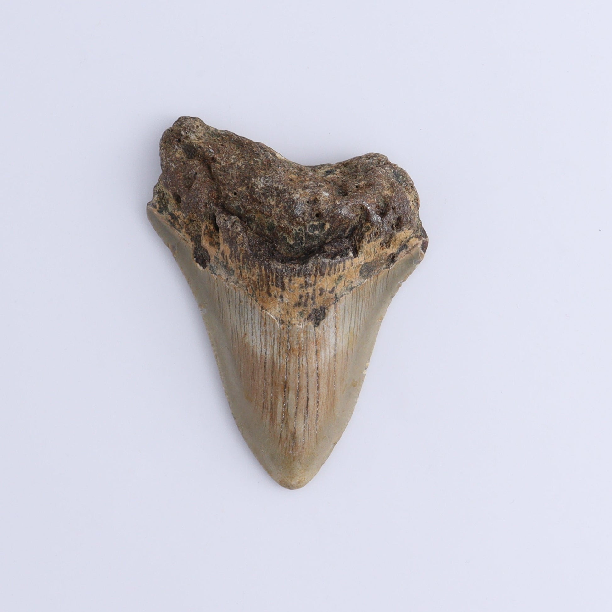 Megalodon Teeth Set of 2 - Expert Wholesale and Supplier of Wholesale Crystals & Bulk Gemstones, ["Megalodon Teeth","United States"]