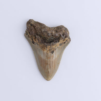 Megalodon Teeth Set of 2 - Expert Wholesale and Supplier of Wholesale Crystals & Bulk Gemstones, ["Megalodon Teeth","United States"]