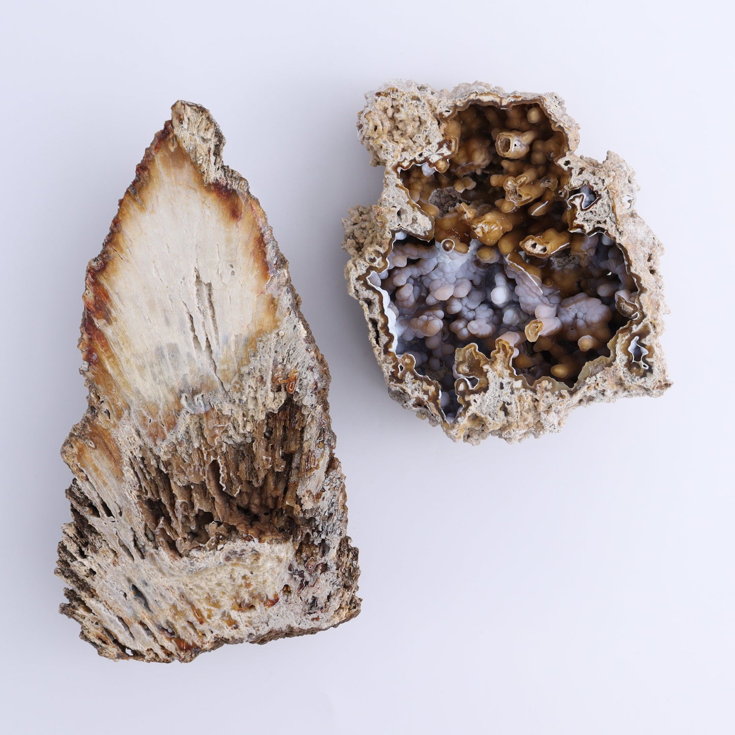 Agatized Coral Flat - Expert Wholesale and Supplier of Wholesale Crystals & Bulk Gemstones, ["Agate","Agatized Coral","Coral","United States"]