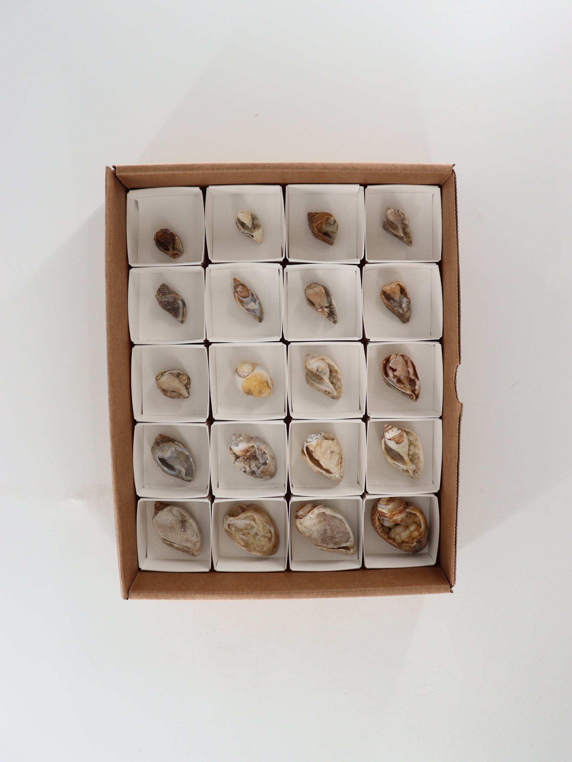 Fossil Shell Flat Set of 20 - Expert Wholesale and Supplier of Wholesale Crystals & Bulk Gemstones, []