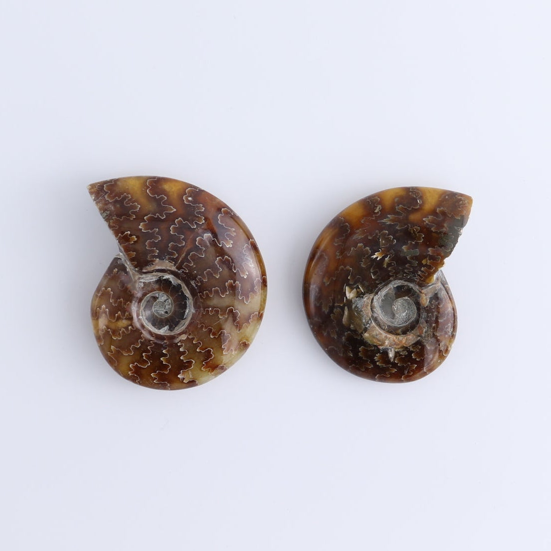 Ammonite Shells Set of 4