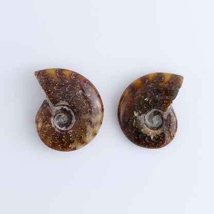 Ammonite Shells Set of 4