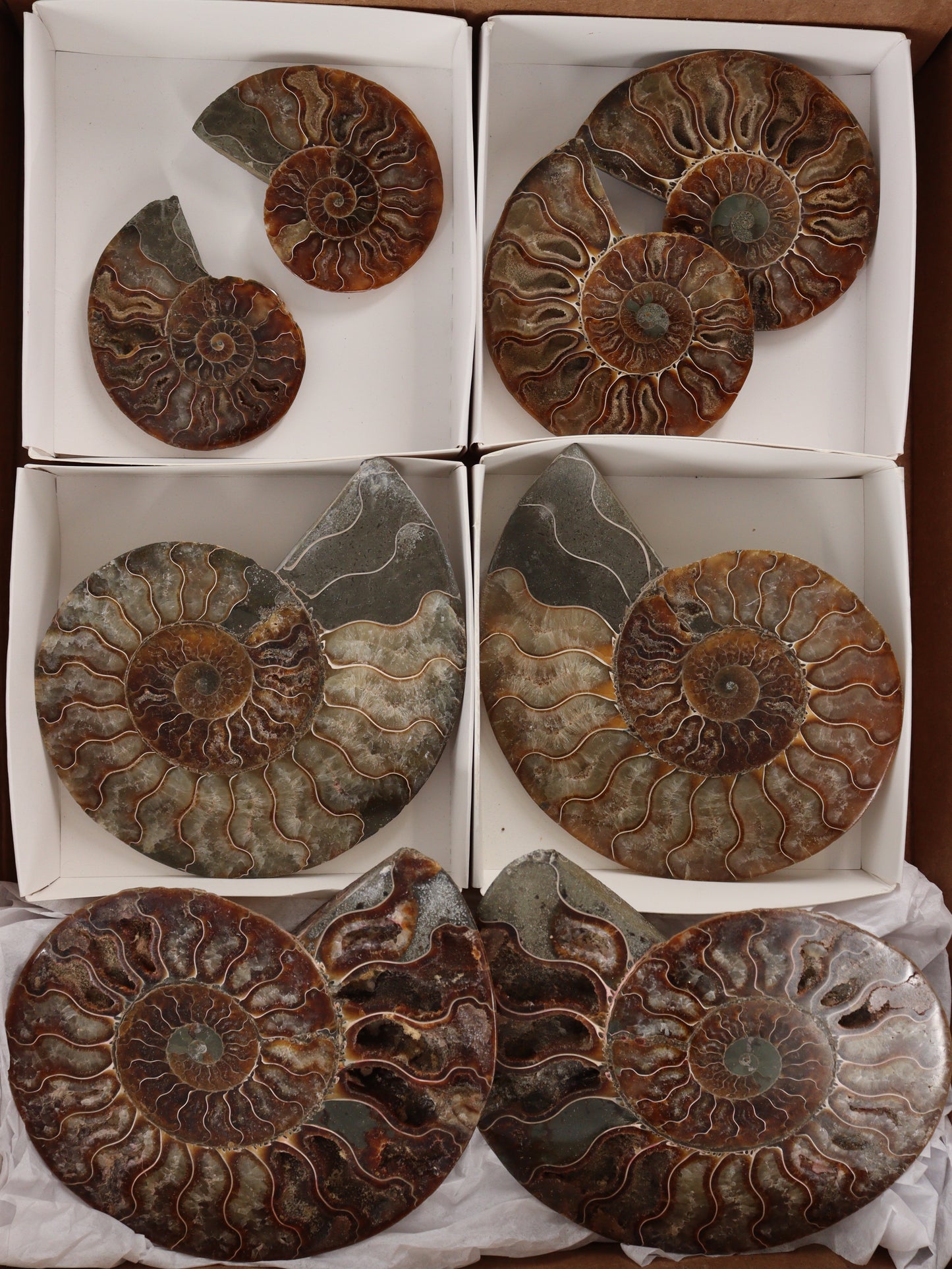 Ammonite Pairs Set of 4