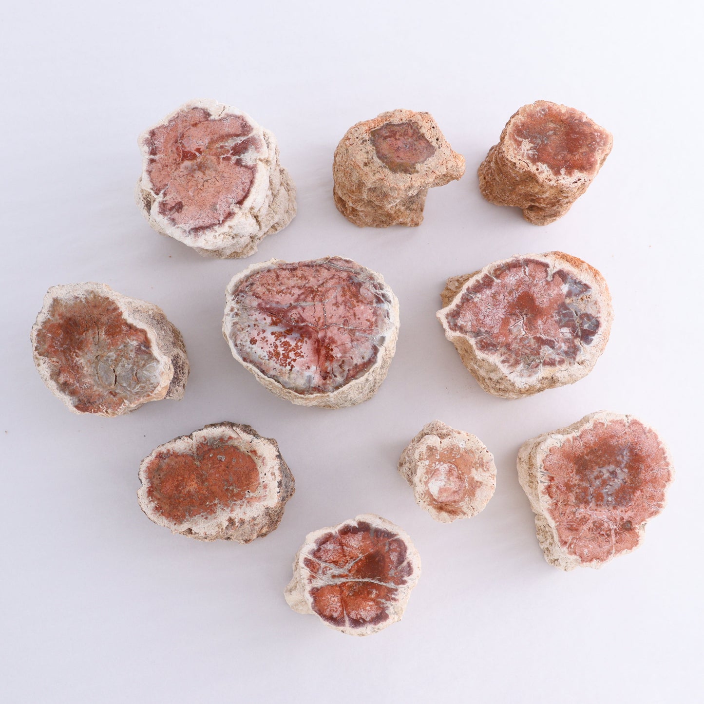 Petrified Wood Cut Bases Set of 10 - Expert Wholesale and Supplier of Wholesale Crystals & Bulk Gemstones, ["Cut Base","Petrified Wood"]