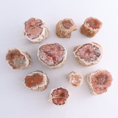 Petrified Wood Cut Bases Set of 10 - Expert Wholesale and Supplier of Wholesale Crystals & Bulk Gemstones, ["Cut Base","Petrified Wood"]