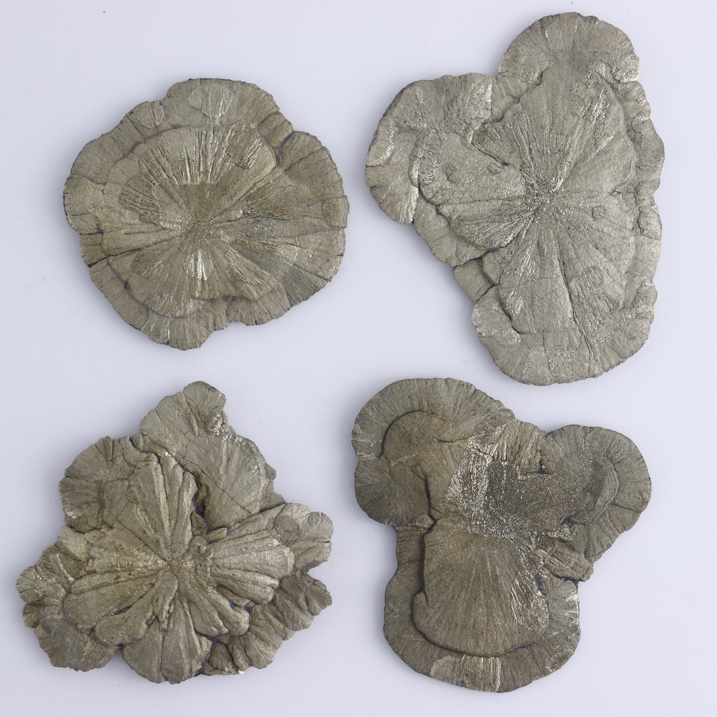 Pyrite Suns Flat of 12 - Expert Wholesale and Supplier of Wholesale Crystals & Bulk Gemstones, ["Pyrite","Suns","United States"]